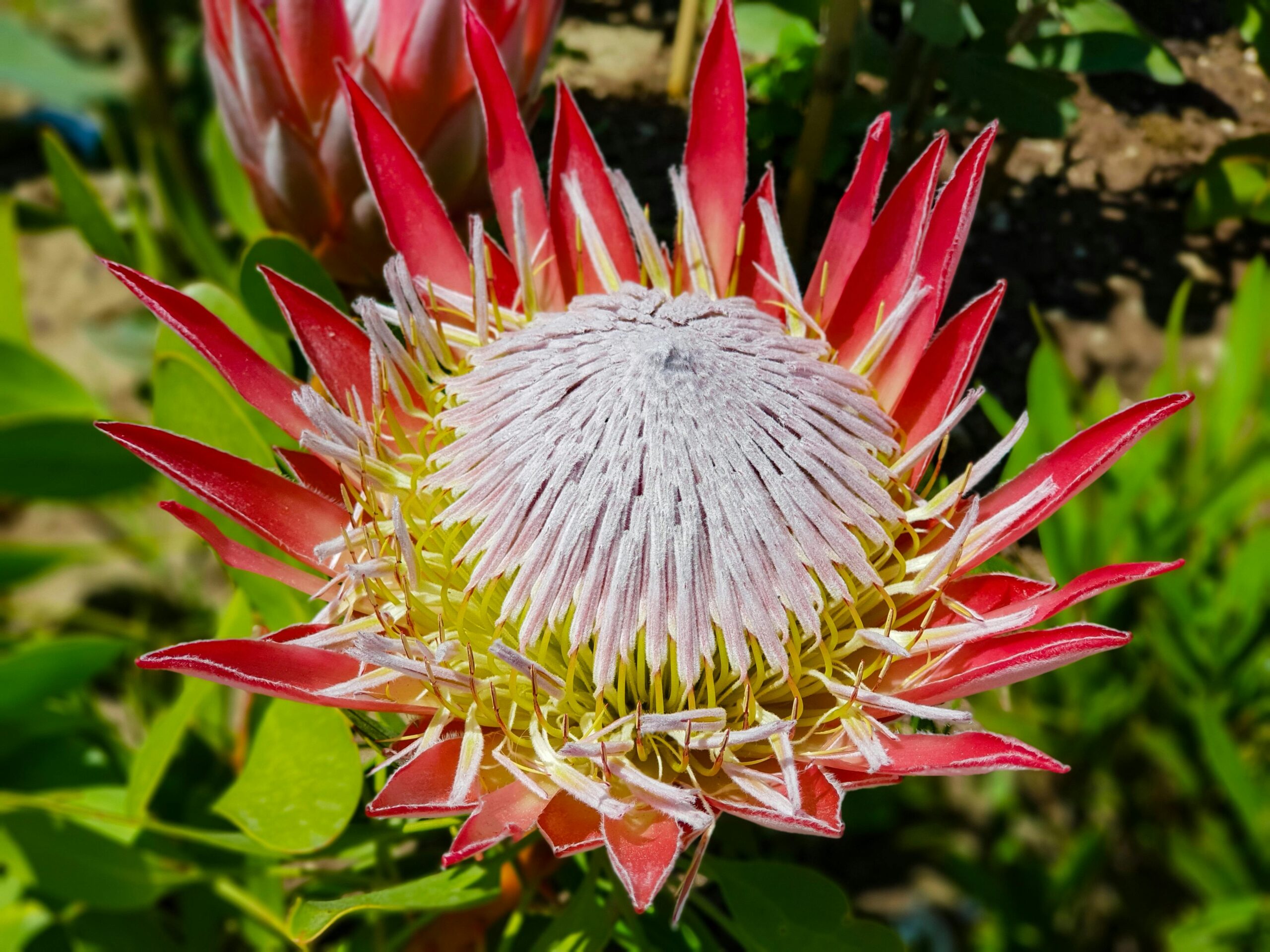 A close-up of a King Protea flower with pointed red and pink petals and a large, pale, dome-shaped center, surrounded by green leaves in sunlight.