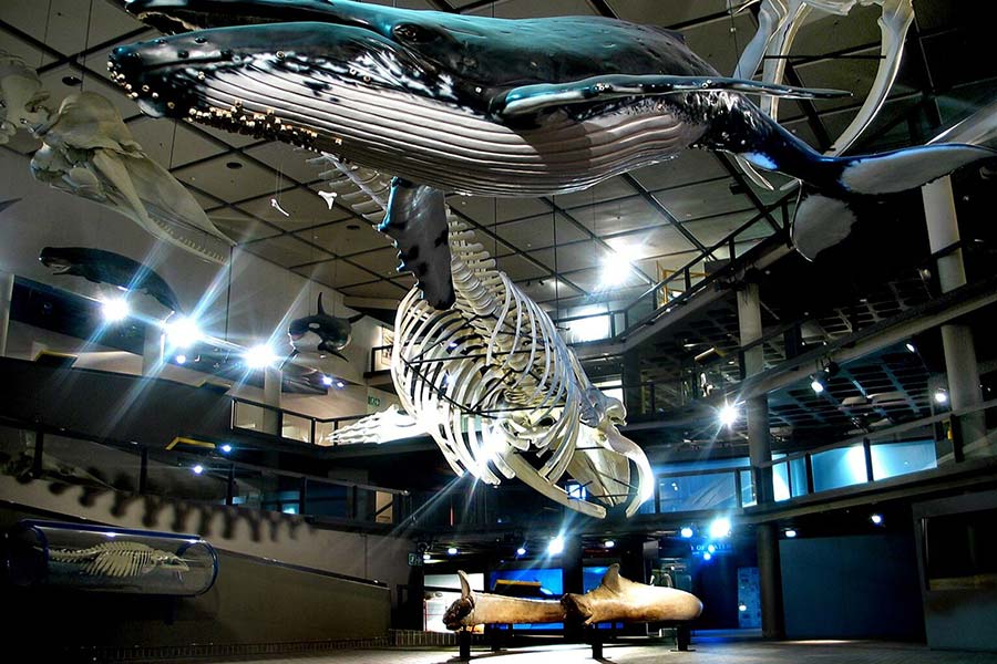 At the Iziko Museum, a Natural History exhibit features a life-sized whale model and skeleton suspended from the ceiling, illuminated to showcase intricate details, with additional marine displays visible in the background.