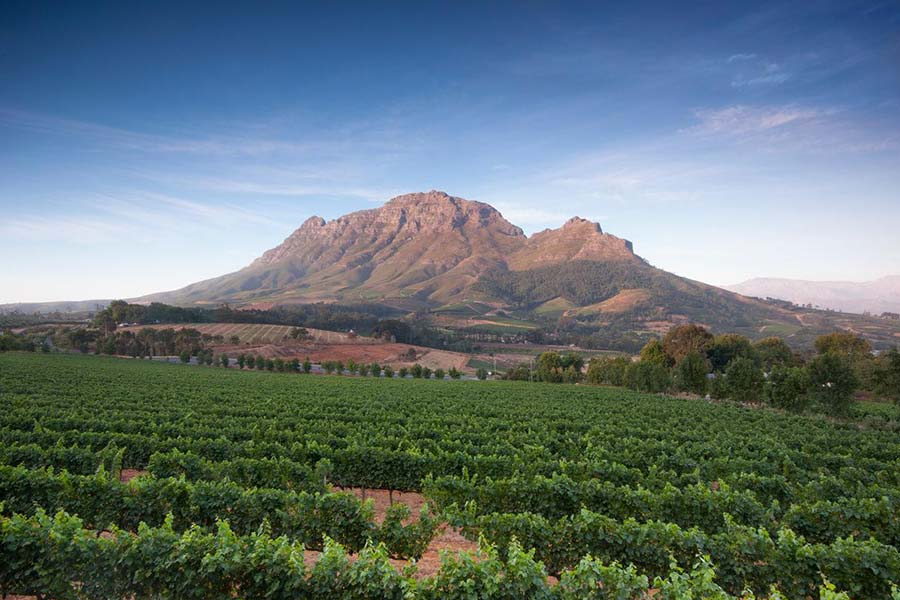 A lush green vineyard on the Stellenbosch Wine Route stretches toward a rugged mountain under a clear blue sky, with rows of grapevines in the foreground and trees dotting the landscape.