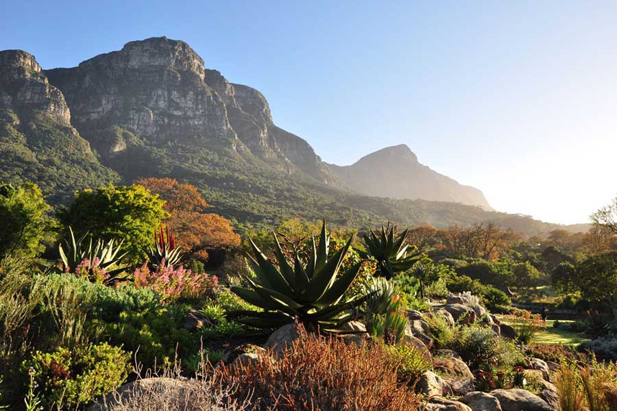 A lush botanical garden in Cape Town with various green plants and succulents in the foreground, set against a backdrop of tall, rocky mountains under a clear blue sky—reminiscent of Kirstenbosch Botanical Gardens.