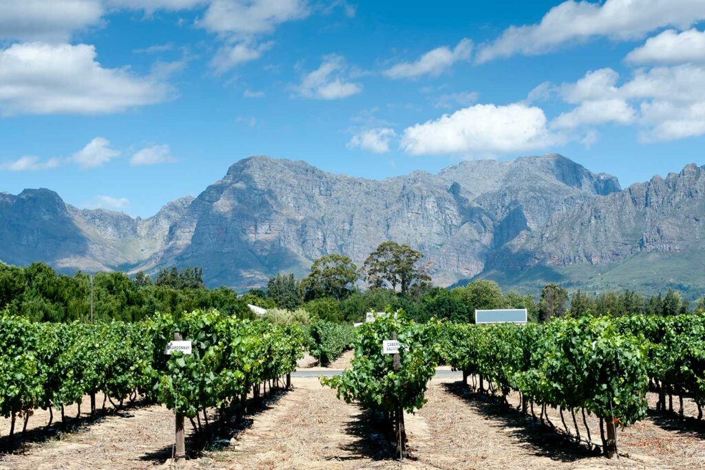Rows of grapevines in a vineyard with green leaves, set against rugged mountains and a blue sky—an ideal escape from city travel, perfect for those seeking a different kind of weekend in the city’s nearby countryside.